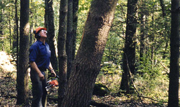 Connecticut Forester