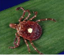 lone star tick lone star tick